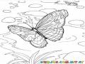 mariposa volando sobre un rio para colorear