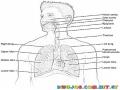 Respiratory System Coloring Page