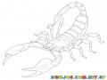 Colorear Alacran Escorpion