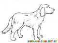 Colorear Perro Labrador