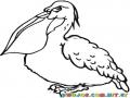 Dibujo De Pelicano Enojado Para Colorear Y Pintar