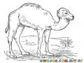 Dibujo De Camello Para Colorear