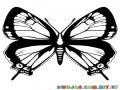 Pintar Mariposa con alas extendidas