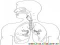 Dibujo De Aparato Respiratorio Para Pintar Y Clorear Sistema Respiratorio Online