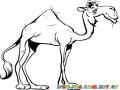 Camello Viejo Para Colorear