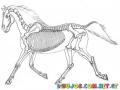 Esqueleto De Caballo Para Pintar Y Colorear La Radiografia En Rayos X De Los Huesos De Un Caballo Corriendo