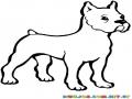 Dibujo De Cachorrito Pitbull Para Pintar Y Colorear