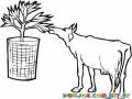 Dibujo De Una Vaca Comiendoce Na Planta Sembrada En Una Maceta Para Pintar Y Colorear