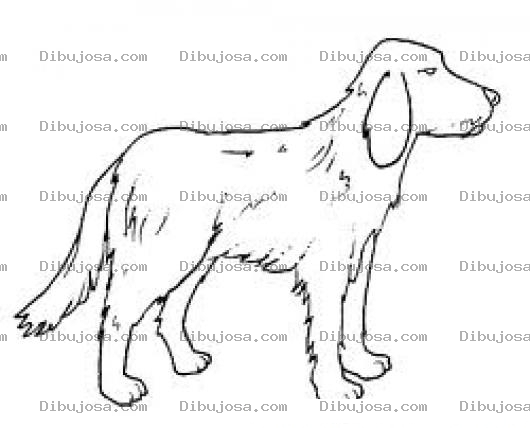 Dibujo para colorear Colorear Perro Labrador