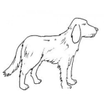 Dibujo para colorear Colorear Perro Labrador