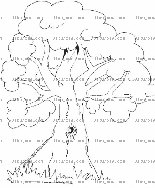 Dibujo para colorear Dibujo De Arbol Frondoso Para Colorear