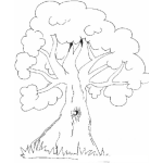 Dibujo para colorear Dibujo De Arbol Frondoso Para Colorear