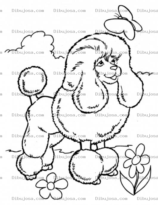 Dibujo para colorear French Poodle Para Colorear Dibujo De French Pool