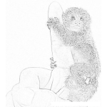 Dibujo para colorear Mono Titi Pigmeo Para Pintar Y Colorear