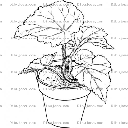 Dibujo para colorear Dibujo De Una Planta En Una Mazeta Para Pintar Y Colorear