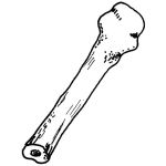 Dibujo para colorear Dibujo De Hueso Humando Para Pintar Y Colorear