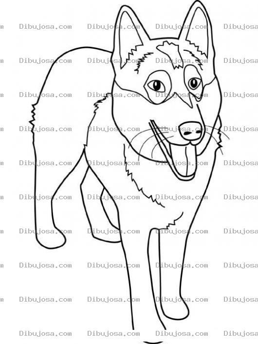 Dibujo para colorear Colorear Perro lobo