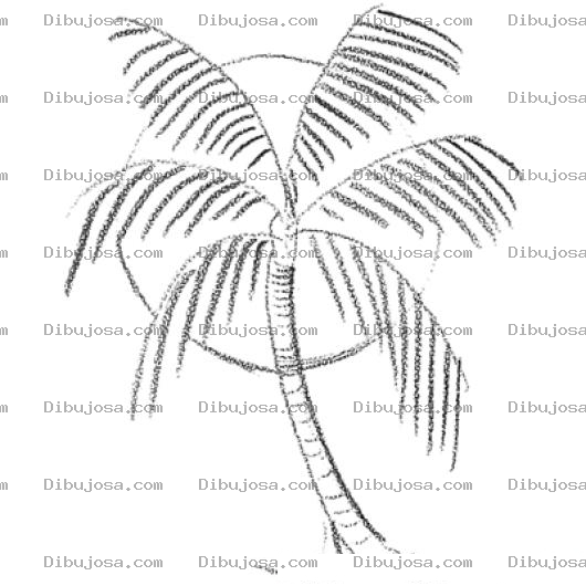 Dibujo para colorear Dibujo De Palmera Y Sol Para Pintar Y Colorear Palma De Coco En un Atardecer