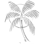 Dibujo para colorear Dibujo De Palmera Y Sol Para Pintar Y Colorear Palma De Coco En un Atardecer