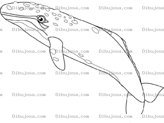 Dibujo para colorear Dibujo De Ballena Azul Para Pintar Y Colorear A Un Cachalote
