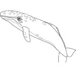 Dibujo para colorear Dibujo De Ballena Azul Para Pintar Y Colorear A Un Cachalote
