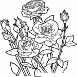 Dibujo para colorear Colorear Rosal de Rosas