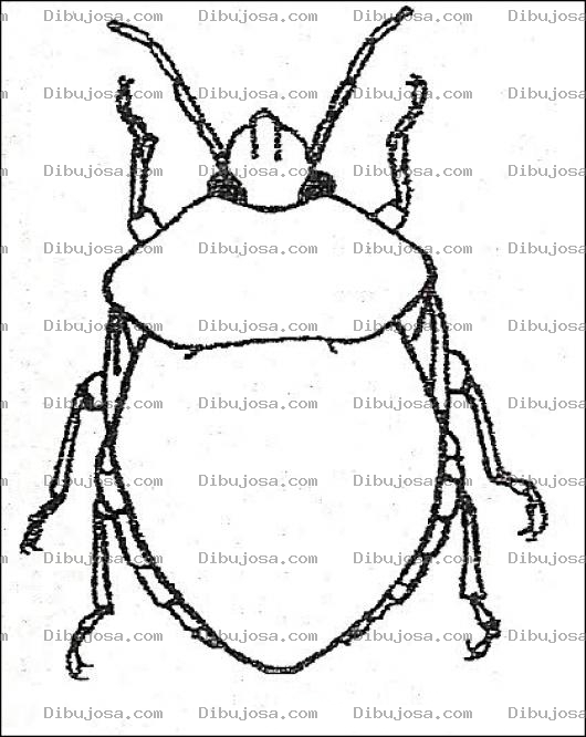 Dibujo para colorear Ronron Dibujo De Escarabajo Ron Ron Para Pintar Y Colorear