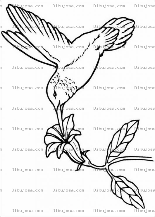 Dibujo para colorear Colibri para colorear