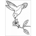 Dibujo para colorear Colibri para colorear