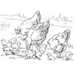 Dibujo para colorear Dibujo De Una Granja De Gallinas Y Pollitos Comiendo Para Pintar Y Colorear