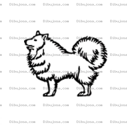 Dibujo para colorear Samoyedo Dibujo De Perro Samolledo Para Pintar Y Colorear Perrito Peludo