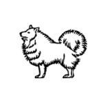 Dibujo para colorear Samoyedo Dibujo De Perro Samolledo Para Pintar Y Colorear Perrito Peludo