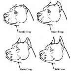 Dibujo para colorear Tipos De Pitbull Segun La Forma De La Cabeza