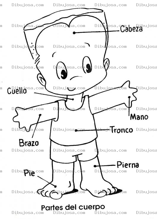 Dibujo para colorear Colorear Las partes del cuerpo humano