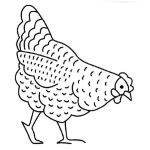 Dibujo para colorear Gallina Buscando Comida Para Pintar Y Colorear