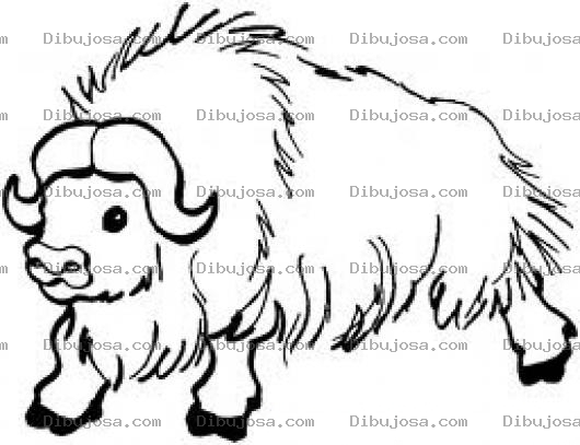 Dibujo para colorear Bufalo Peludo Para Pintar Y Colorear