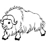 Dibujo para colorear Bufalo Peludo Para Pintar Y Colorear