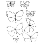 Dibujo para colorear Dibujo De Distintos Tipos De Mariposas Para Pintar Y Colorer