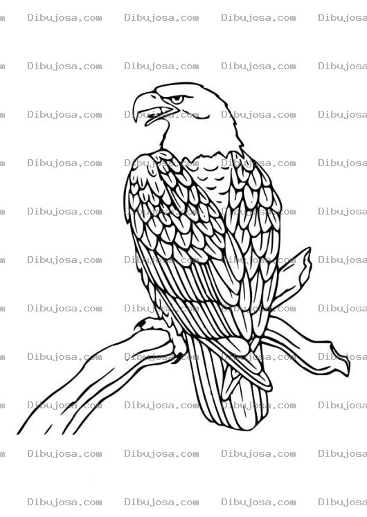 Dibujo para colorear Dibujo De Aguila Sobre Una Rama