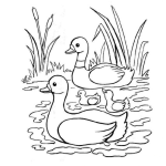 Dibujo para colorear Colorear Patos Sobre El Agua