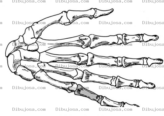 Dibujo para colorear Colorear Huesos De La Mano Con Falanges