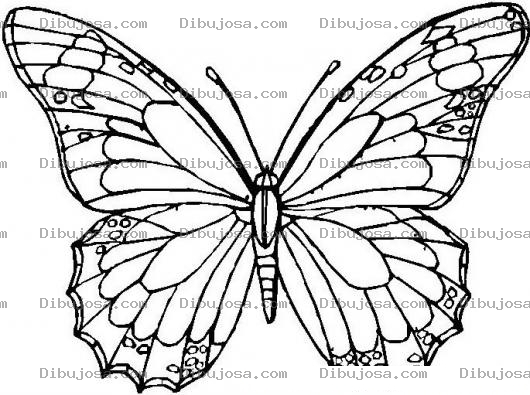 Dibujo para colorear mariposa para colorear