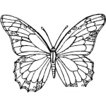 Dibujo para colorear mariposa para colorear
