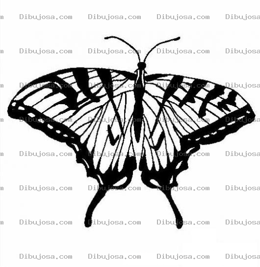 Dibujo para colorear mariposa para dibujar