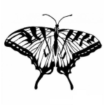 Dibujo para colorear mariposa para dibujar