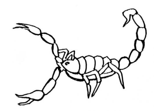 Como dibujar alacranes - Imagui