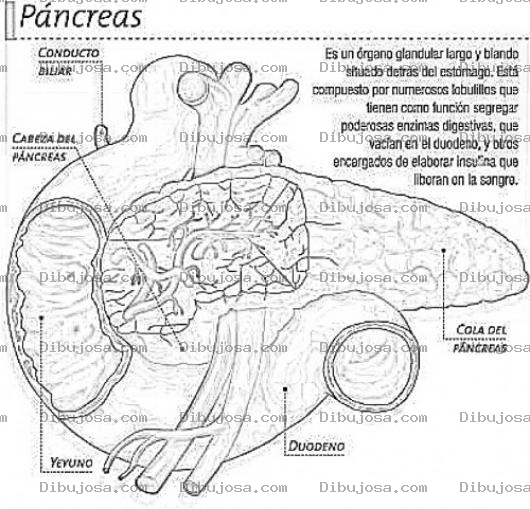 Dibujo para colorear Dibujo Del Pancreas Para Colorear Y Pintar