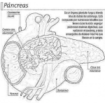 Dibujo para colorear Dibujo Del Pancreas Para Colorear Y Pintar