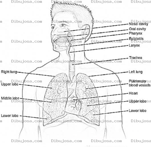 Dibujo para colorear Respiratory System Coloring Page