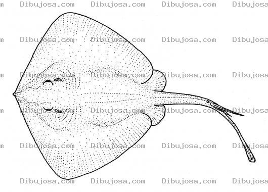 Dibujo para colorear Clorear Mantaraya De Mar